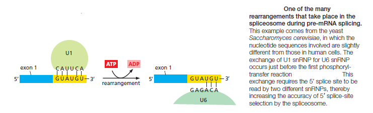 The spliceosome , the splicing code, and pre - mRNA processing in eukaryotic cells Splice11
