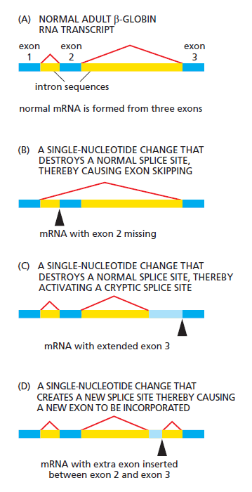 The spliceosome , the splicing code, and pre - mRNA processing in eukaryotic cells Splici10