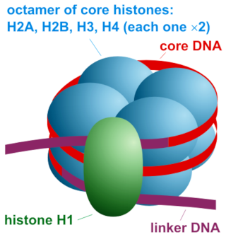 Histones function and  design Svrrq711