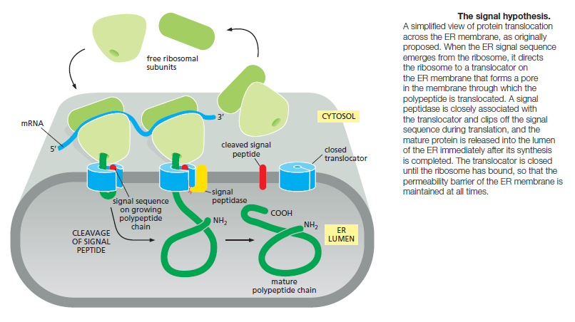 The Endoplasmic Reticulum The_en10