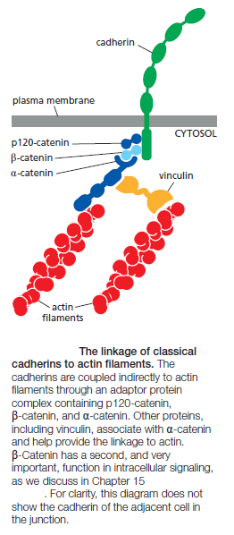 Cell Junctions and the Extracellular Matrix The_li10