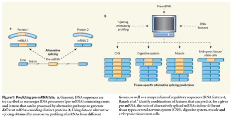 The spliceosome , the splicing code, and pre - mRNA processing in  eukaryotic cells