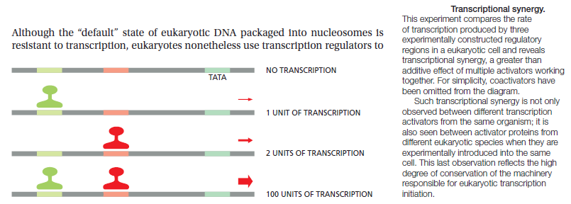 Transcription factors (TF) Transc15