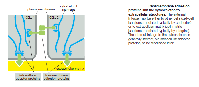 Cell Junctions and the Extracellular Matrix Transm10