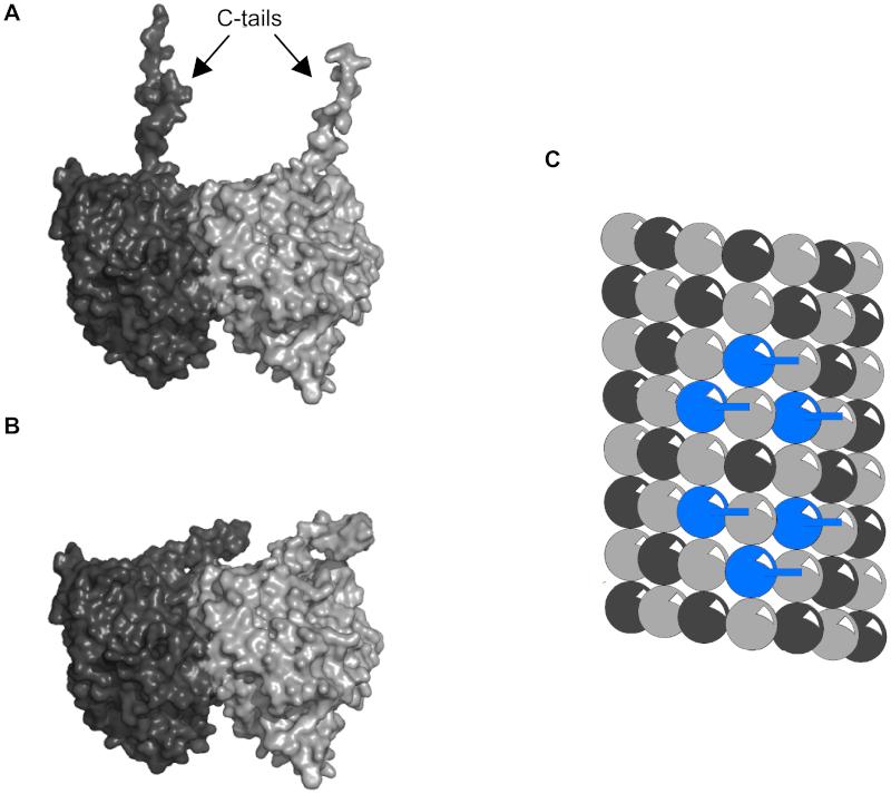 Cell Communication and signaling, evidence of design Tubuli10