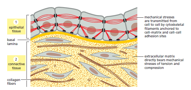 Cell Junctions and the Extracellular Matrix Two_ma10