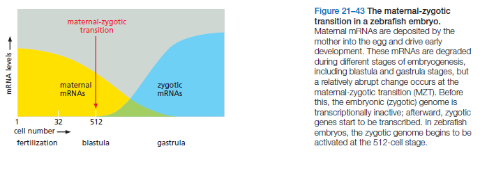 Intracellular Developmental Programs Can Help Determine the Time-Course of a Cell’s Development Zebraf10