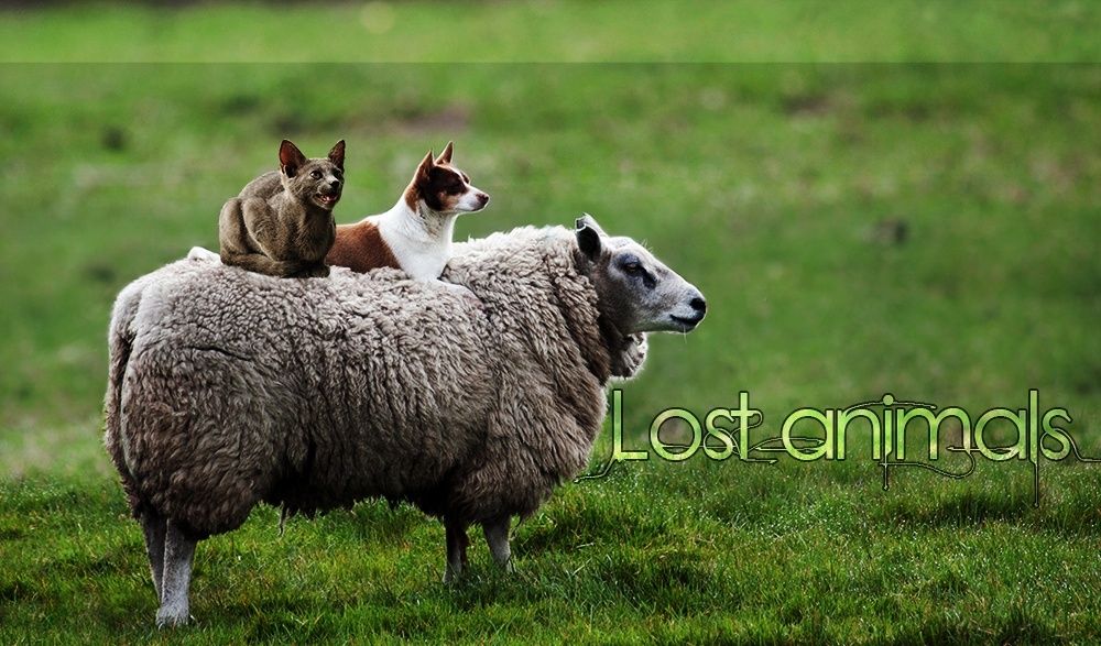 Lost Animals Forum_11