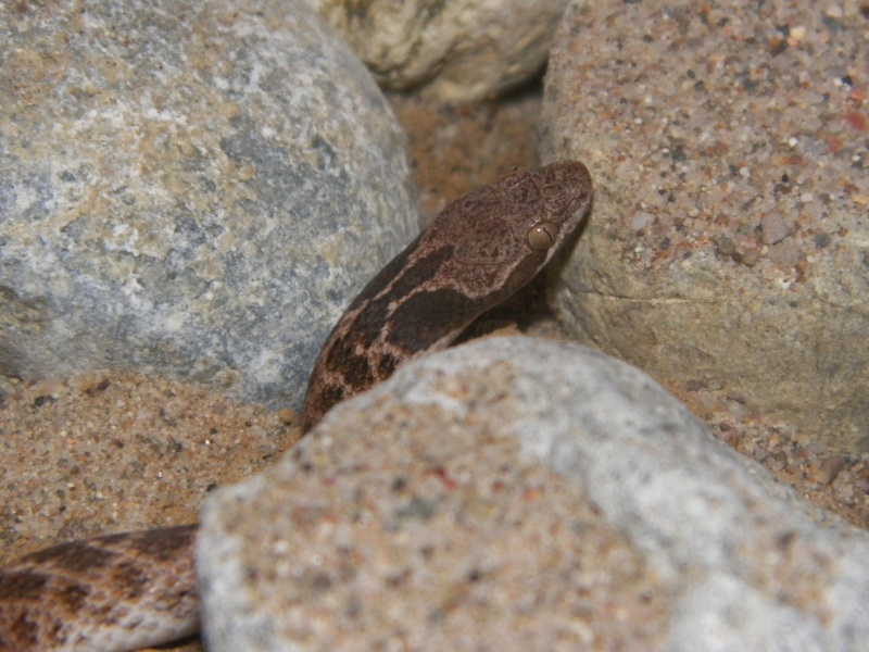 Hypsiglena torquata  100_5311