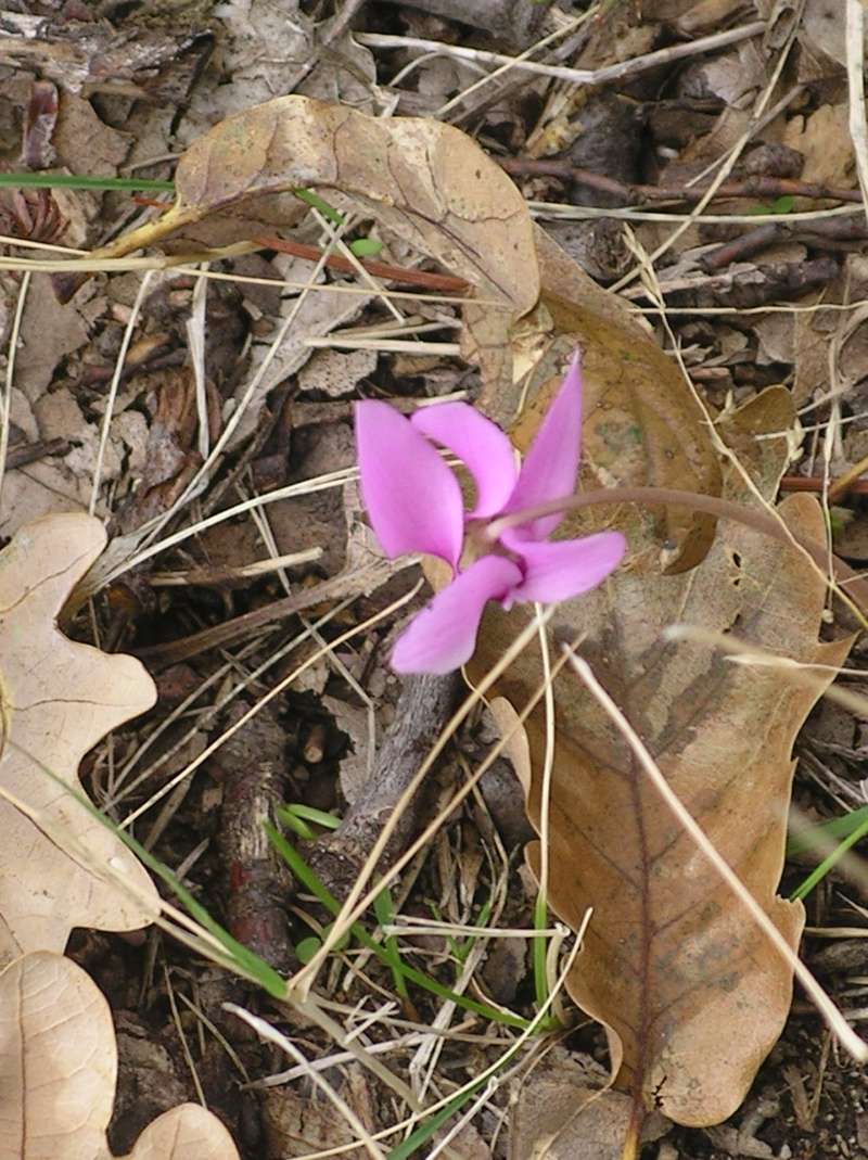 Cyclamen - Page 6 Imgp0022