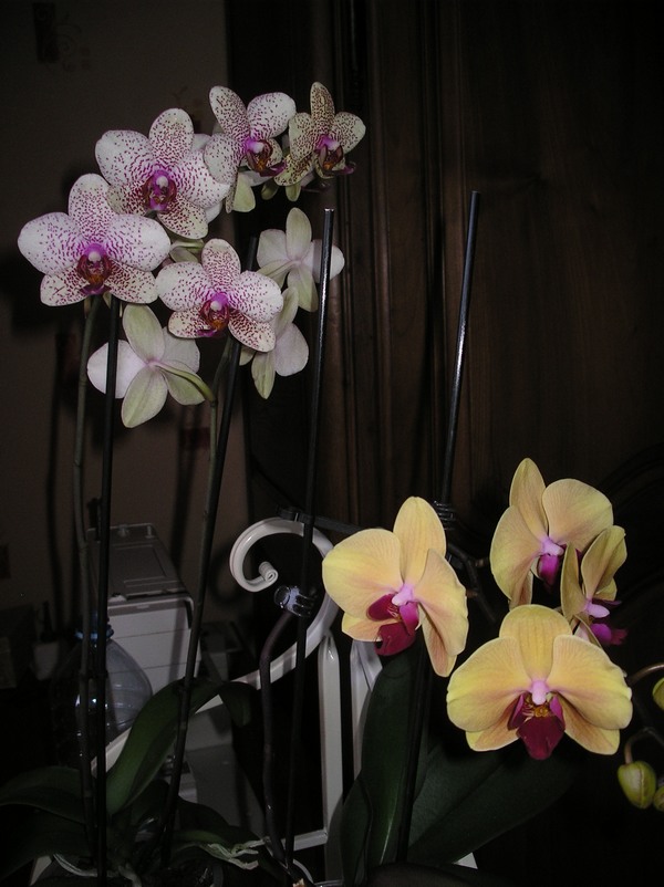 Les orchidées - Page 5 Imgp0101