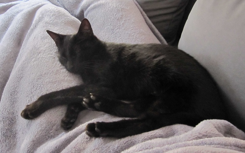 LIVIA, jeune chatte européen, robe noire, née en avril 2015 Livia_19