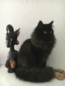 NAVY, chat européen robe noire poils mi-longs, né en février 2017 20180113