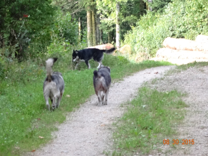 HUTCH x husky 1 an  refuge des berauds REF (26) ADOPTE - Page 3 Dsc03115