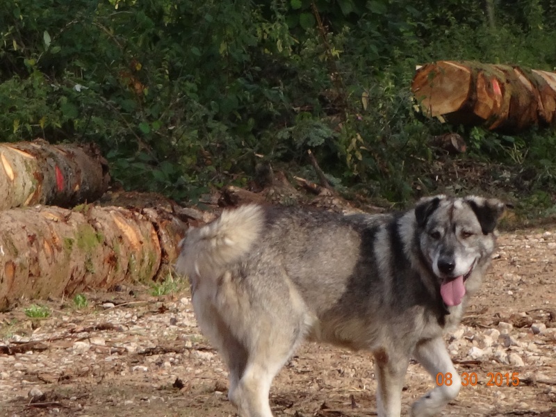HUTCH x husky 1 an refuge des berauds REF (26) ADOPTE - Page 3 Dsc03116