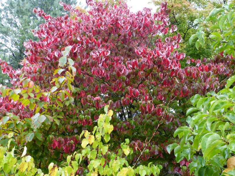 Ambiance automne 2015 Cornus10