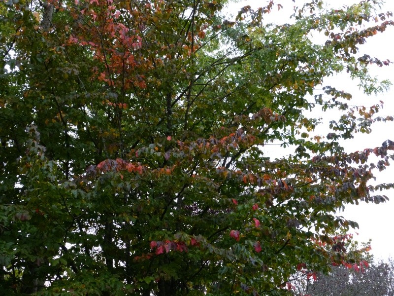Ambiance automne 2015 Parrot10