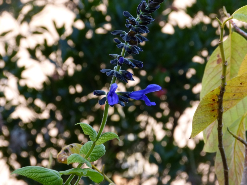 derniers sursauts du jardin - Page 3 Salvia10