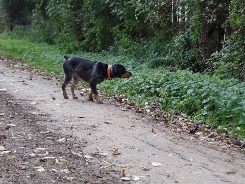 Mon chien ne veut pas rentrer dans les haies! - Page 2 Sam_1313