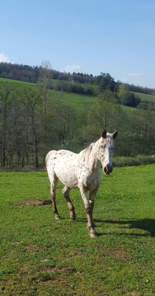 reed - Dpt 43 - 23 ans - REED'S SQUAW - ONC (apaloosa PP américains)adoptée par Audrey (déc2018) Img_0710