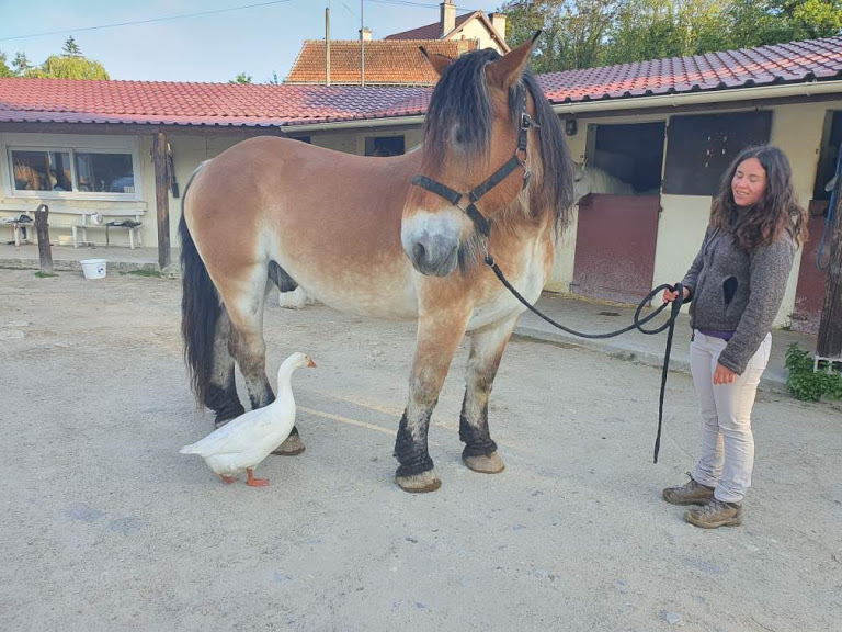 Dpt 02 - 12 ans -Tommy d'Amance dit TOUNDRA adopté par Patricia T. dcd 04/2022 T310