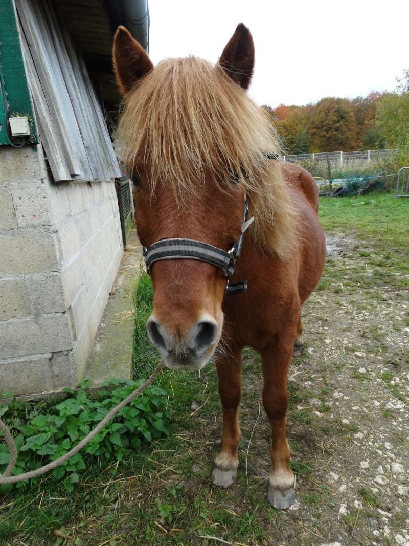 GALLIUM - ONC Poney typé Islandais né en 1994 - adopté en décembre 2015 par cheyenne70 Dsc02010