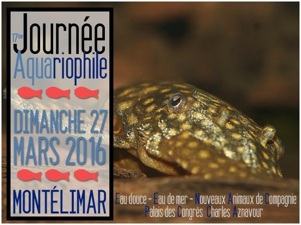   Aquarium Vivarois - 17 ieme Bourse aux poissons et aux reptiles 2016 25311010