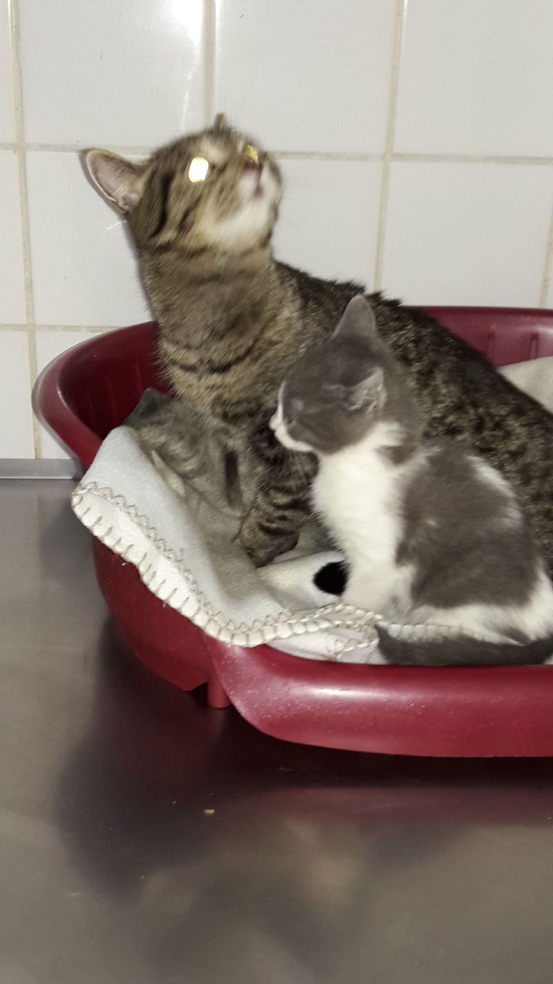 maman et bébé chat 20151051