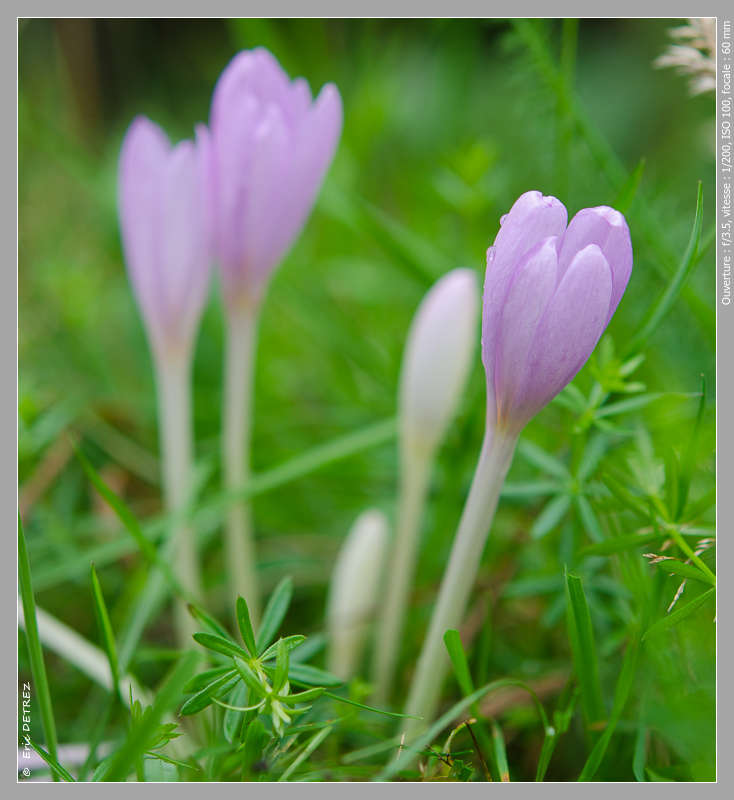 Un peu de poésie en sous-bois et clairière Dsc_0024