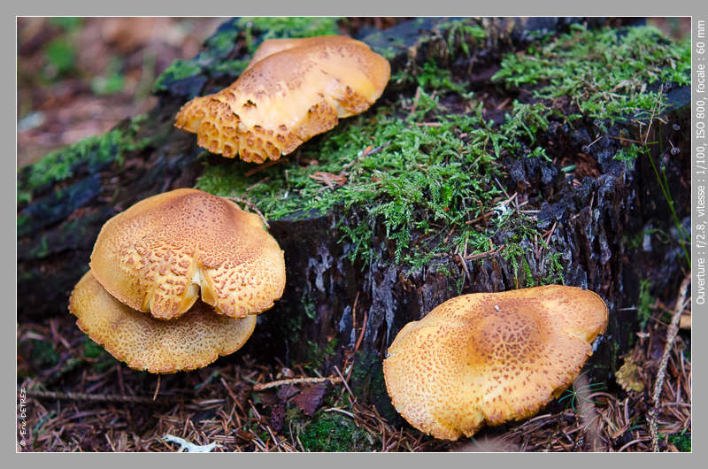 Un peu de poésie en sous-bois et clairière Dsc_0026