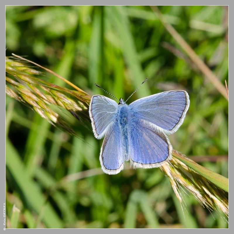 Les papillons sont encore là ! Dsc_0038