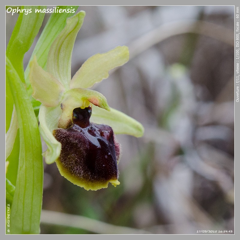 Retour sur une saison 2015 plutôt reussie ! Ophrys38