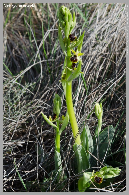 Retour sur une saison 2015 plutôt reussie ! Ophrys42