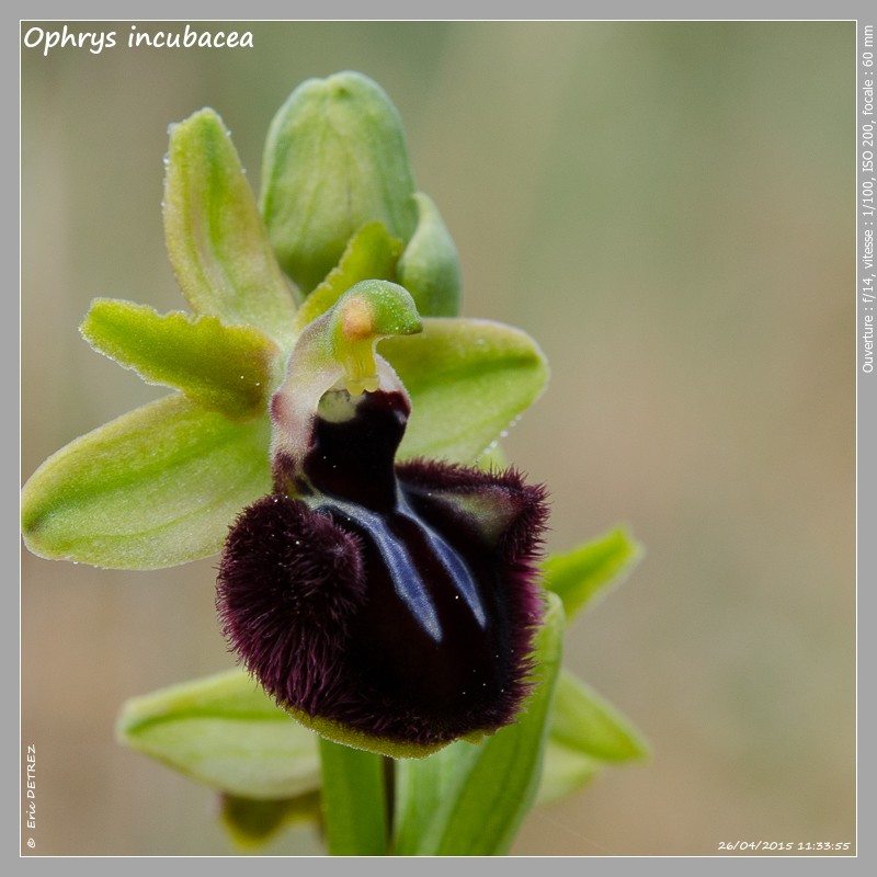Retour sur une saison 2015 plutôt reussie ! Ophrys56