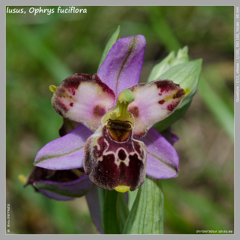 Retour sur une saison 2015 plutôt reussie ! Ophrys64