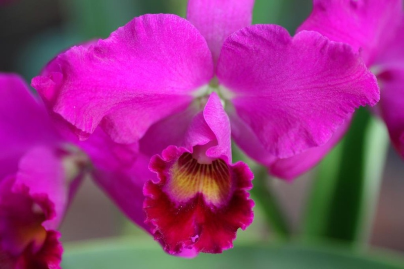 Orchideen 2011 - 2015 Teil 1 - Seite 97 Dpp_jp40