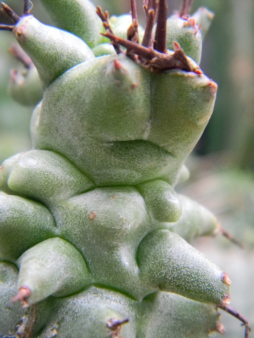 Euphorbia horrida Kik111