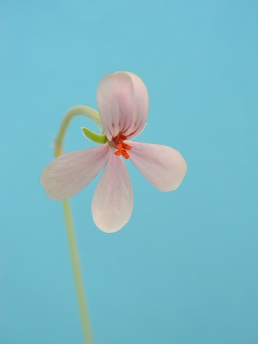 Pelargonium quinquelobatum Pp511