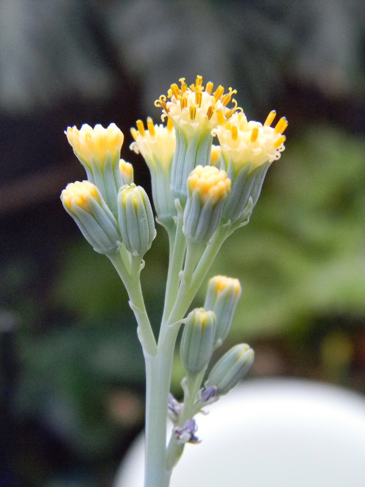 Senecio kleiniiformis  Seno110