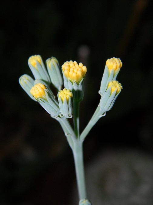 Senecio kleiniiformis  Seno310