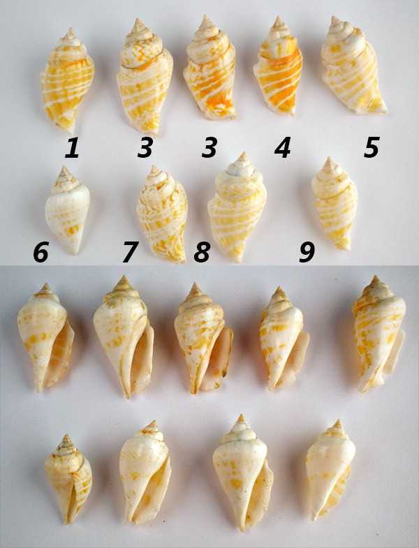 Strombus gibberulus gibberulus, L. 1758 Conomu10