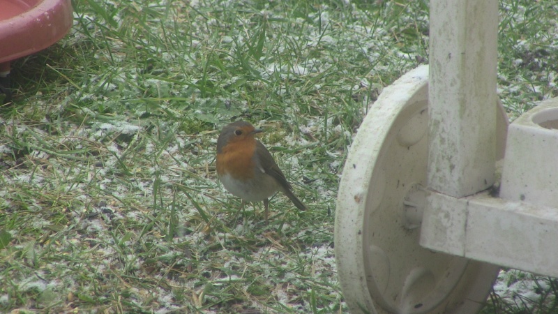 Rouge gorge familier Img_0510