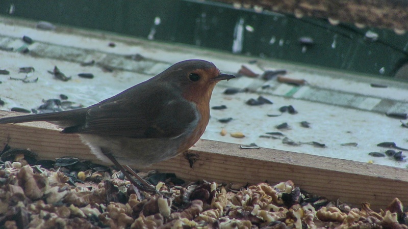 Rouge gorge familier Img_0511