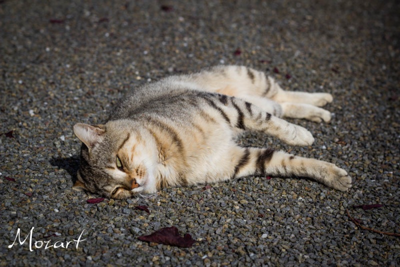 Cherche FA pour Mozart, chat de 8 - 10 ans double positif à la rue Img_9511