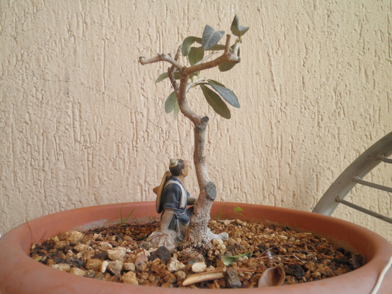 pianta di olivo - Pagina 6 P9130013
