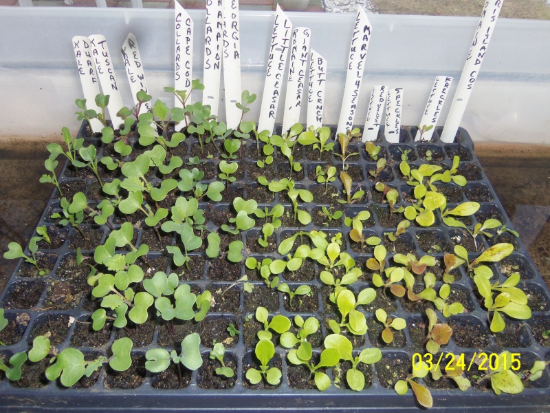 Starting seed March_10