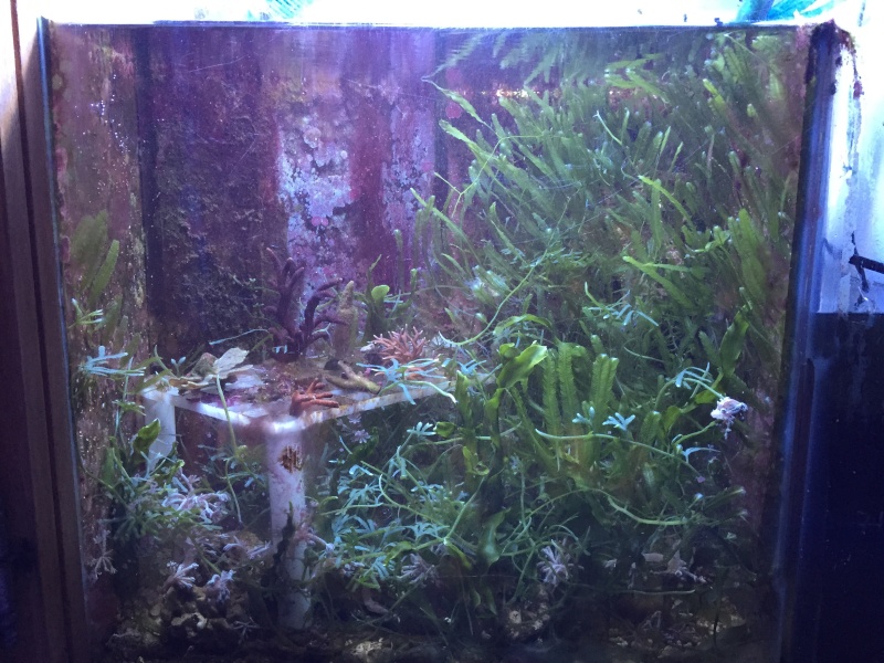 Mon recif de 450 litres. Image24