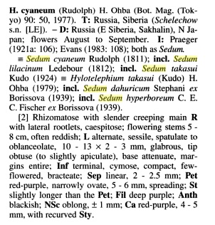 Hylotelephium pluricaule  Sedum_10