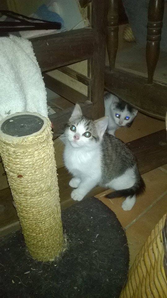 Chatons mignons ! Chaton10