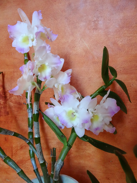 orchidées - floraisons du moment 2015 - Page 7 Ob_0b310